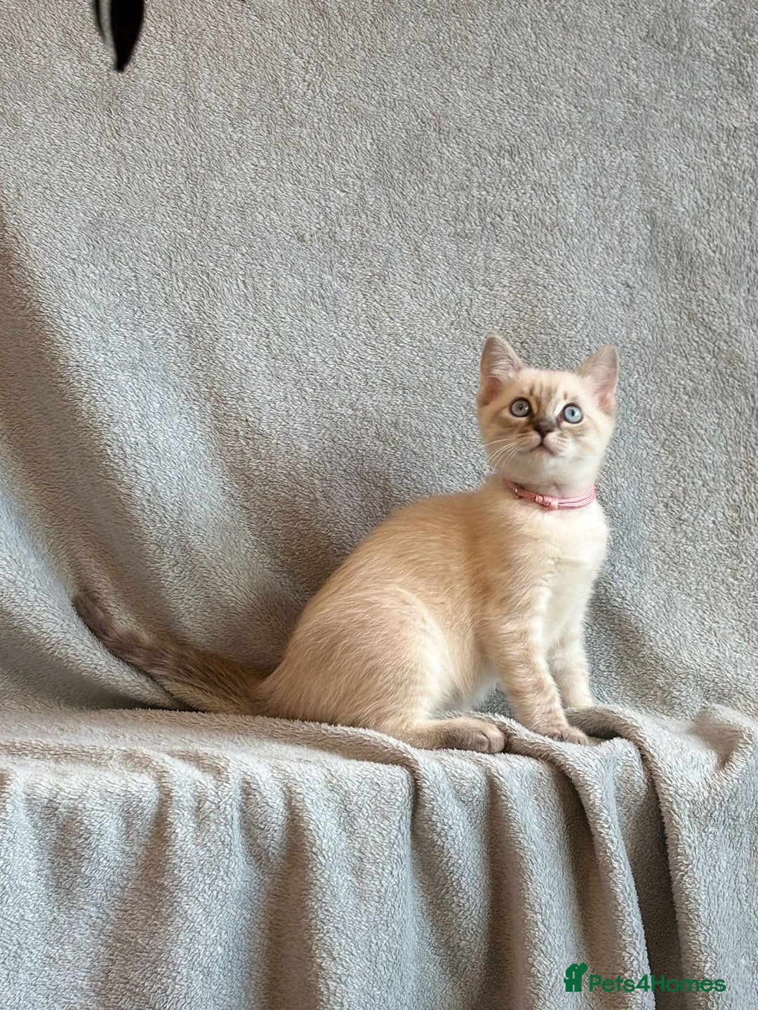 Ragdoll cats for sale: 6 Beautiful Ragdoll x Bengal kittens - Image 20