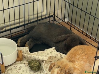 Mini Lop rabbits - Advert 12