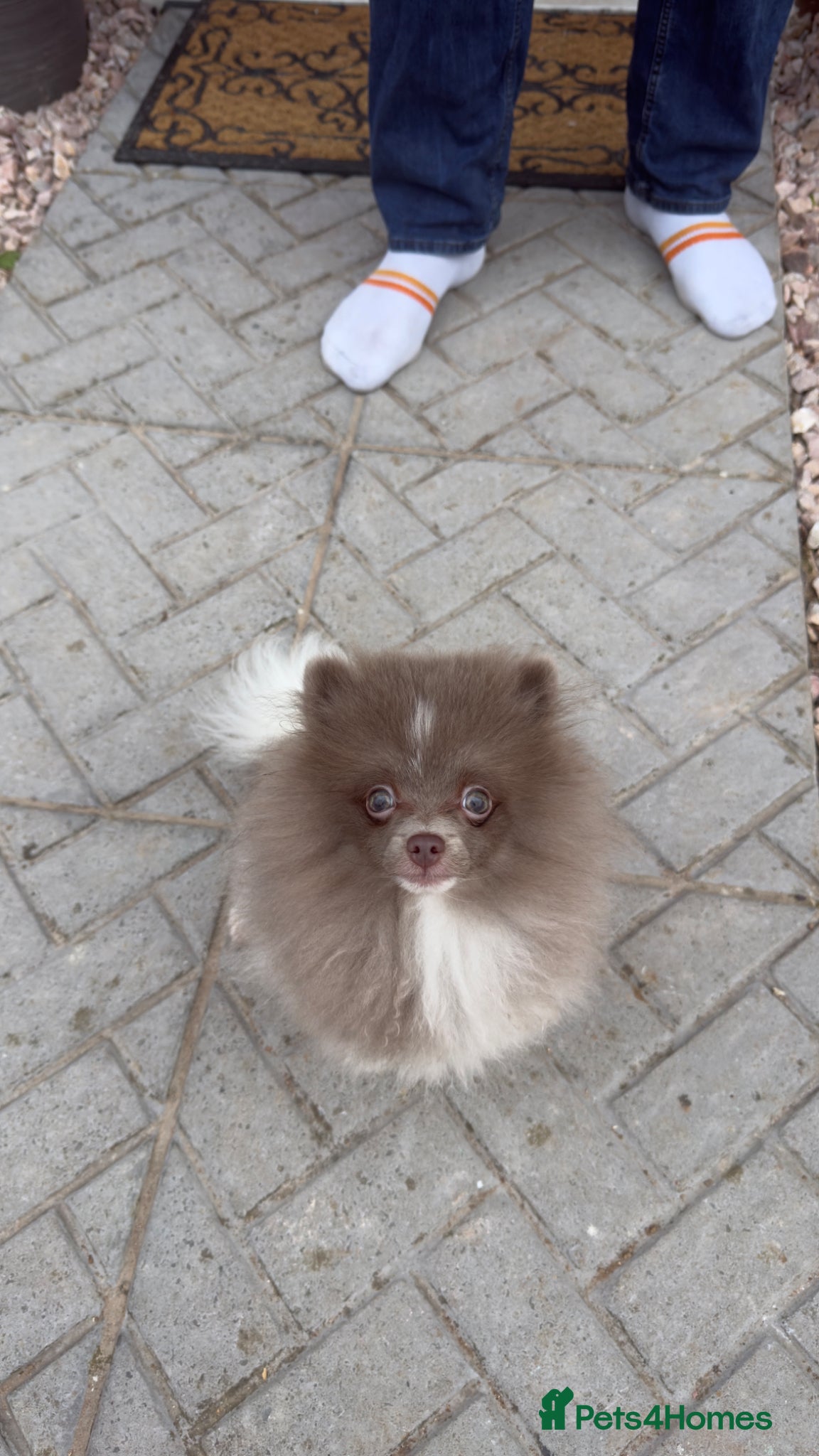 Pomeranian dogs Female fox face Parti champion bloodline kc - Advert 1