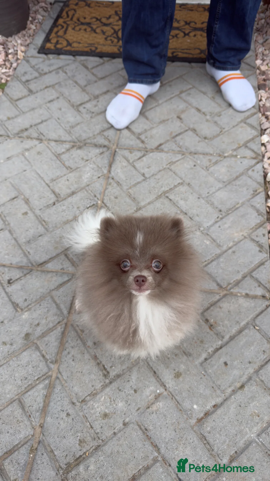 Pomeranian dogs for sale: Female fox face Parti champion bloodline kc - Advert 1