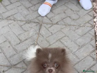 Pomeranian dogs Female fox face Parti champion bloodline kc - Advert 1