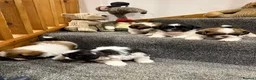 Shih Tzu dogs for sale: Late Summer Shihtzu Puppies - Advert 8