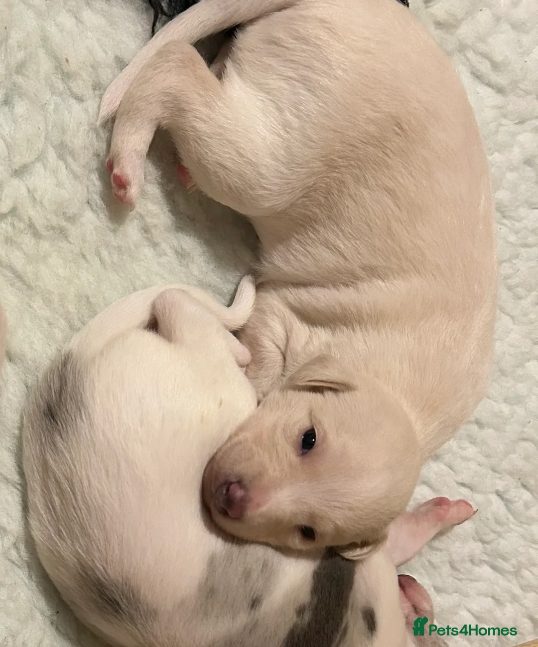 Whippet dogs for sale: Whippet lurcher pups - Advert 3