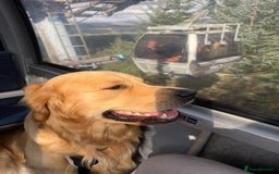 Golden Retriever dogs for stud: Dexx’s looking for a partner - Image 1