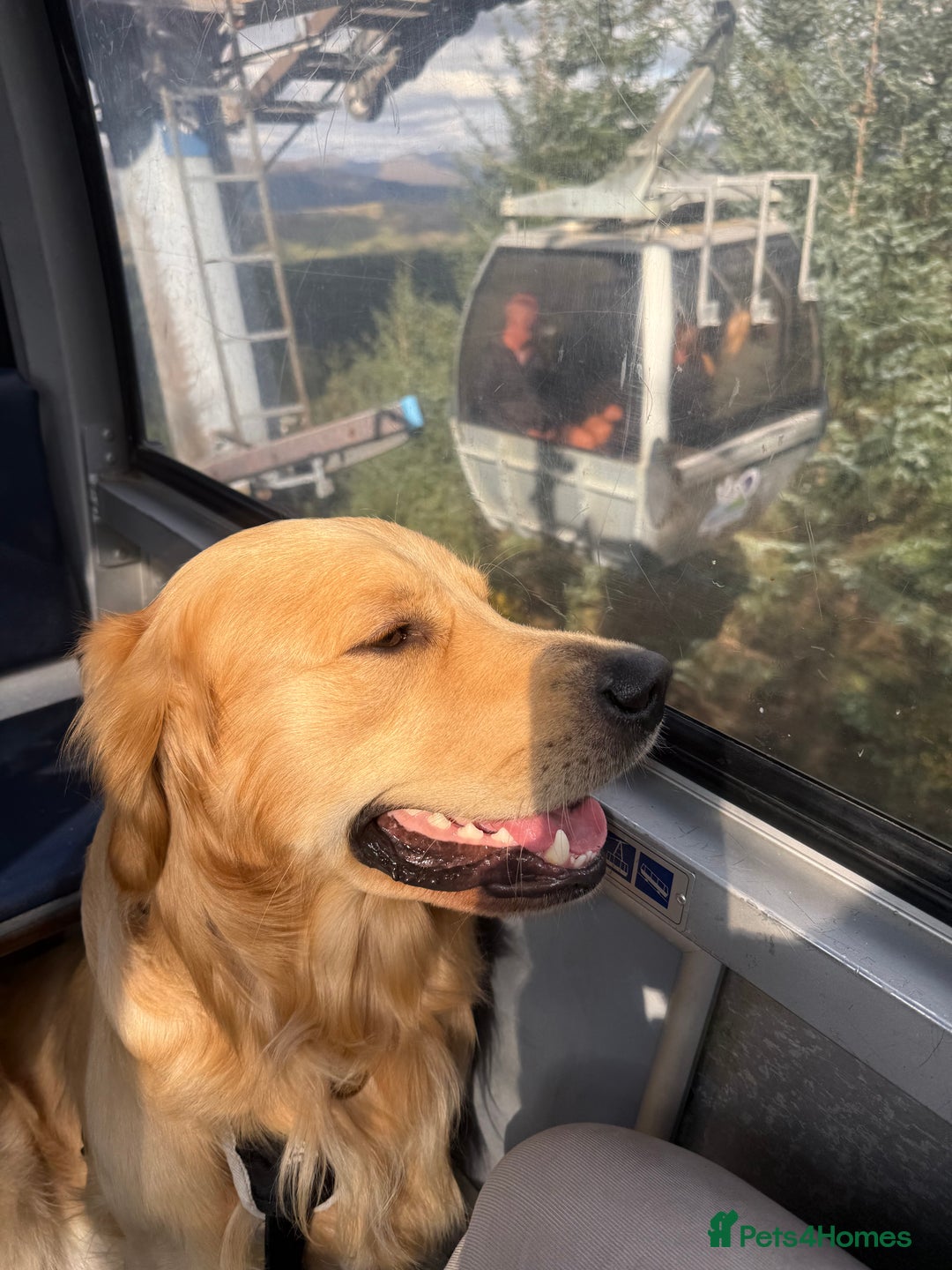 Golden Retriever dogs for stud: Dexx’s looking for a partner - Image 1
