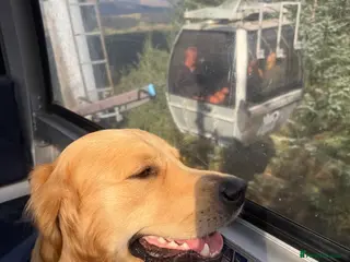 Golden Retriever dogs Dexx’s looking for a partner - Advert 9