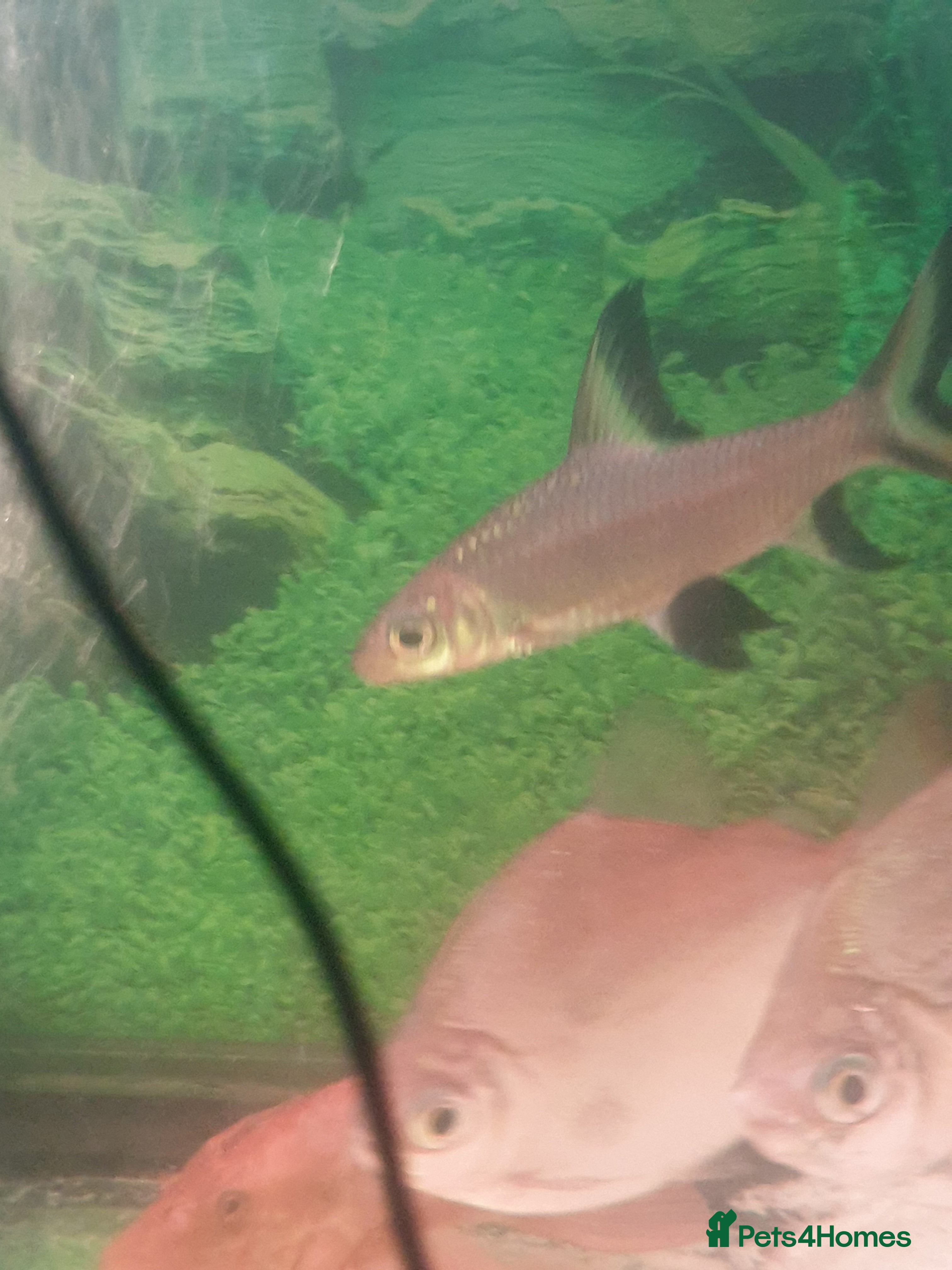 Sharks fish  3 small bala sharks  - Advert 12