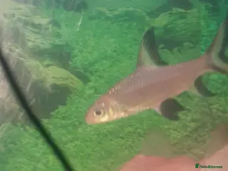 Sharks fish 3 small bala sharks - Advert 1