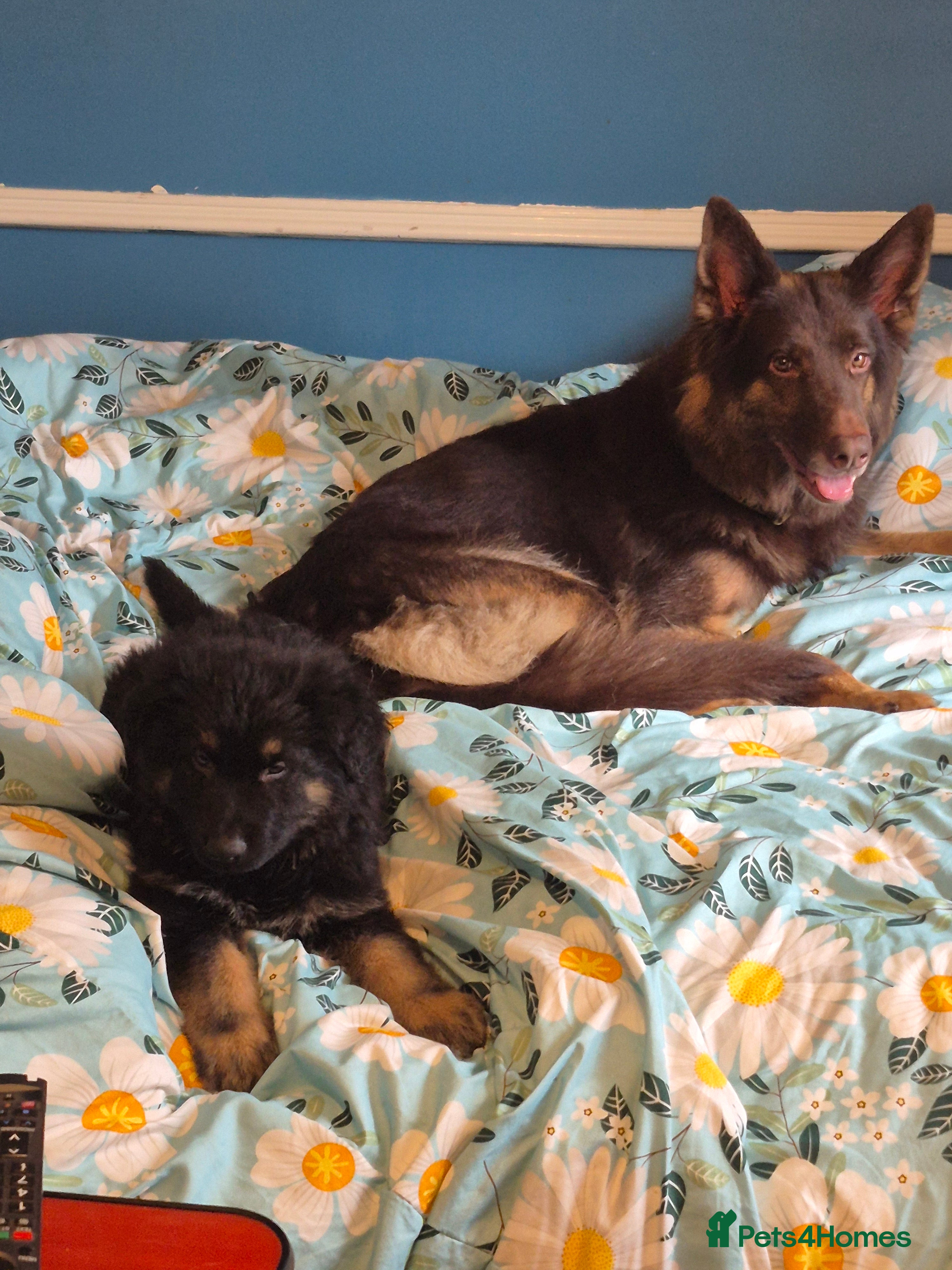 German Shepherd dogs Stunning big loving ball of fluff  - Advert 2