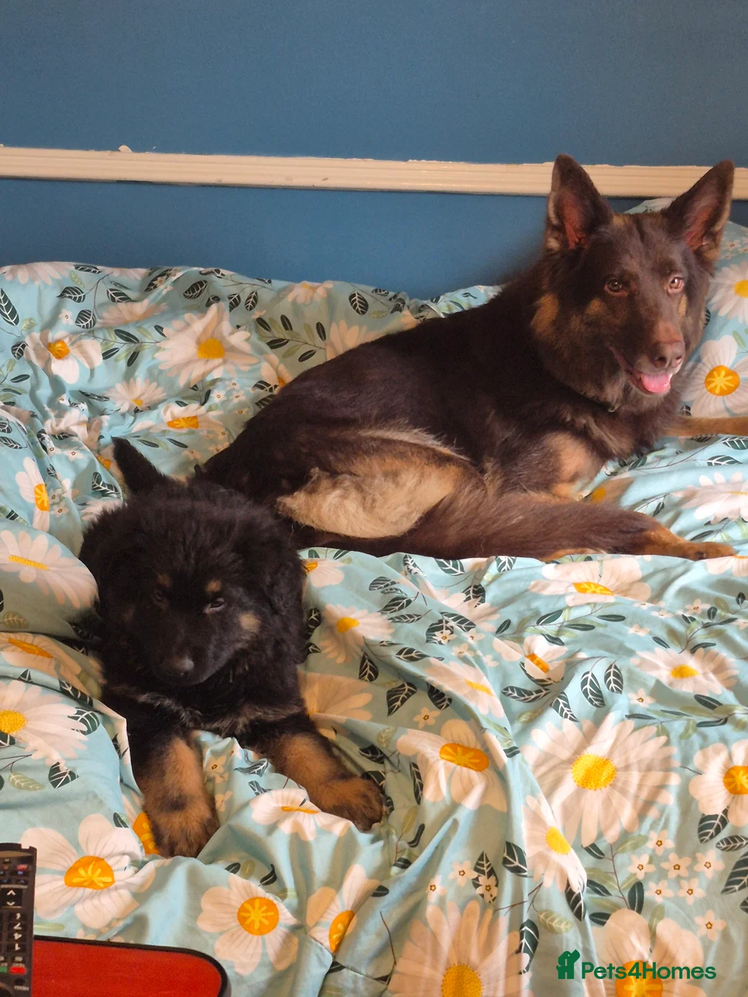 German Shepherd dogs for sale: Stunning big loving ball of fluff  - Advert 2