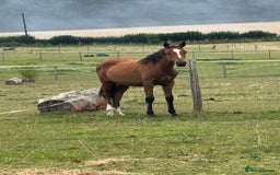 Connemara horses for sale: YEARLING FILLY BAMBI - Image 2