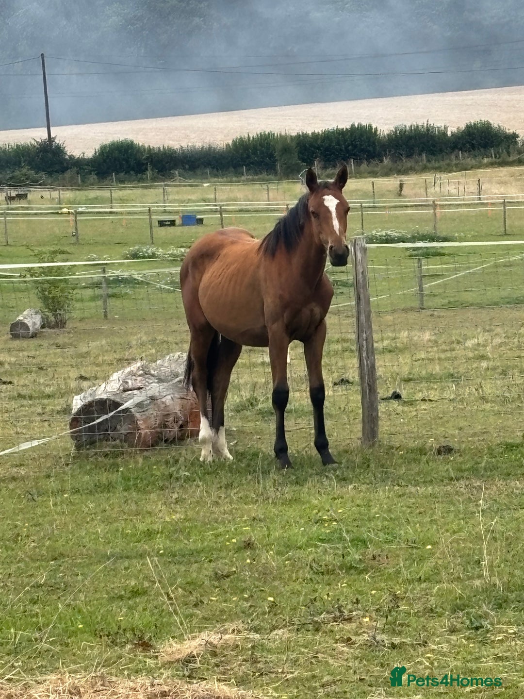 Connemara horses for sale: YEARLING FILLY BAMBI - Image 2