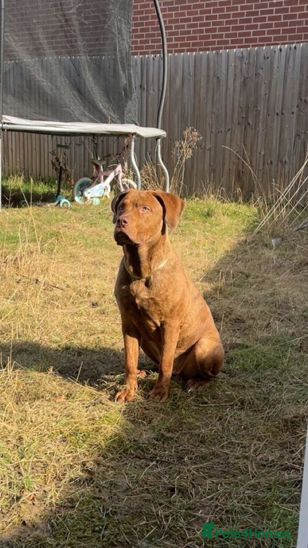 Mixed Breed dogs for sale: Mixed Breed - Hazel - Advert 3