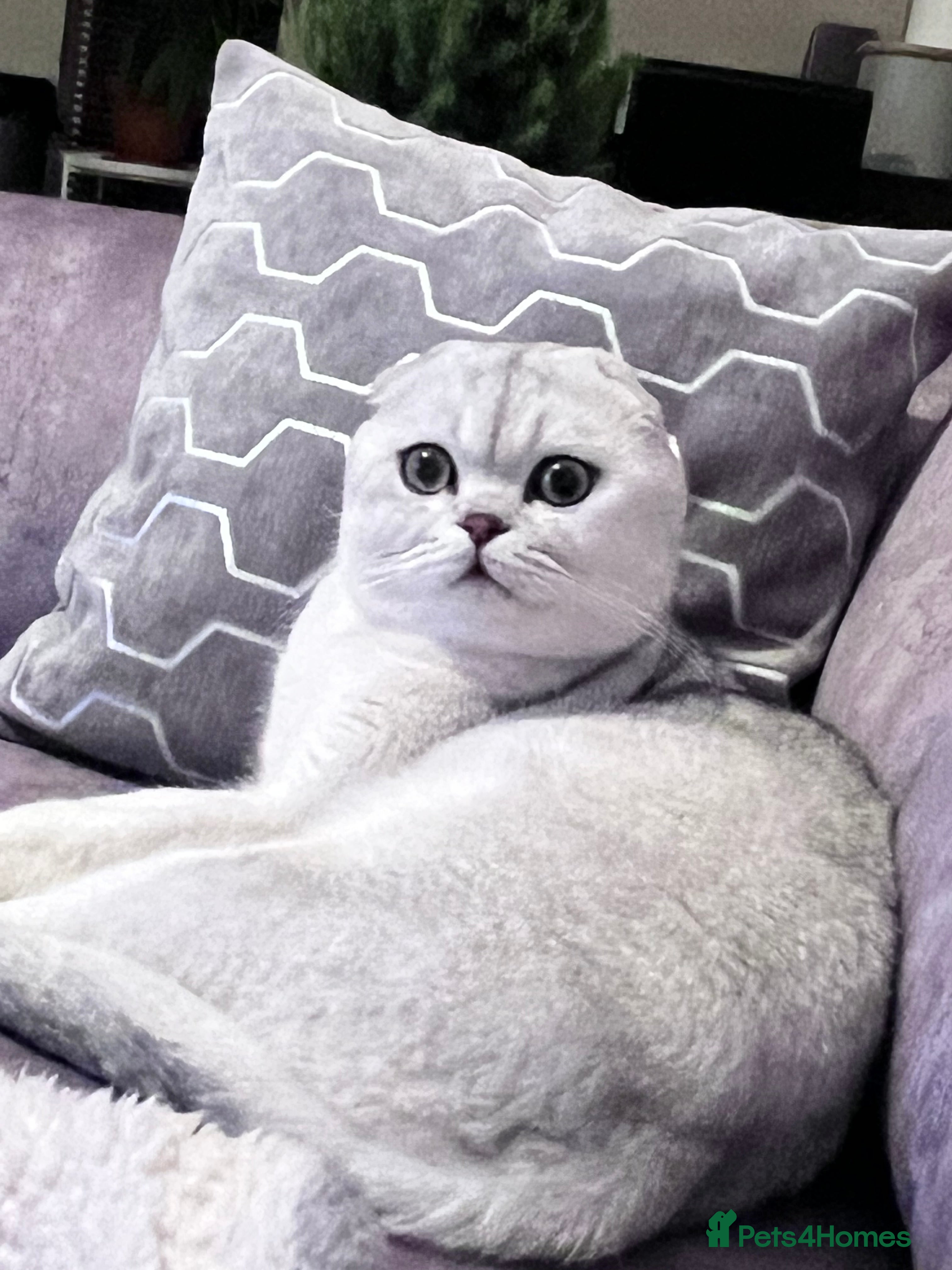 Scottish Fold cats Scottish fold - Advert 2