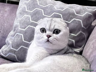 Scottish Fold cats - Advert 1