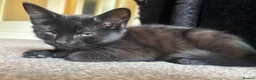Mixed Breed cats for sale: Kittens in Luton - Advert 2