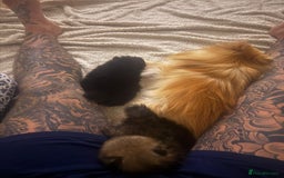 Pomeranian dogs for sale: Miniature Teddy Bear Pomerainian Puppies - Image 5