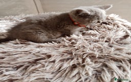Brazilian Shorthair cats for sale: Beautiful blues Bristh short hair - Image 13