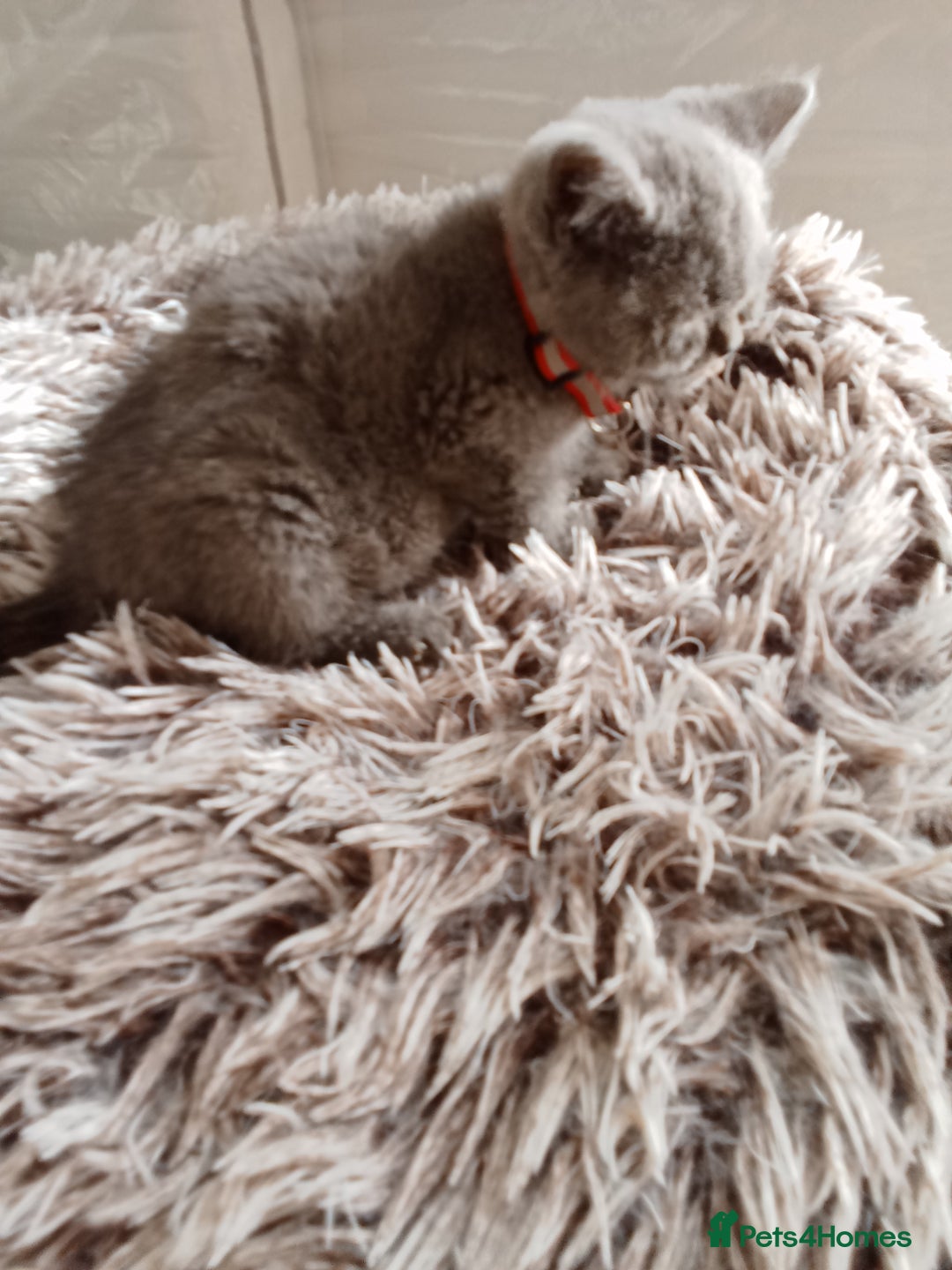 Brazilian Shorthair cats for sale: Beautiful blues Bristh short hair - Image 13