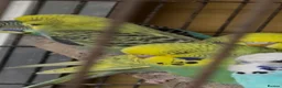 Budgerigars birds for sale: Budgies for sale in Boston - Advert 3