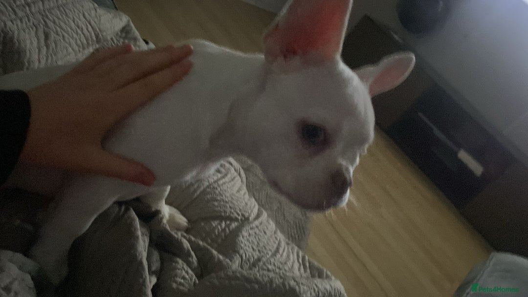 French Bulldog dogs for sale: French bulldog  - Image 3