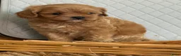 Cavapoo dogs for sale: 🧡💚 first generation cavapoo💚🧡 3 female 1 male  - Advert 19