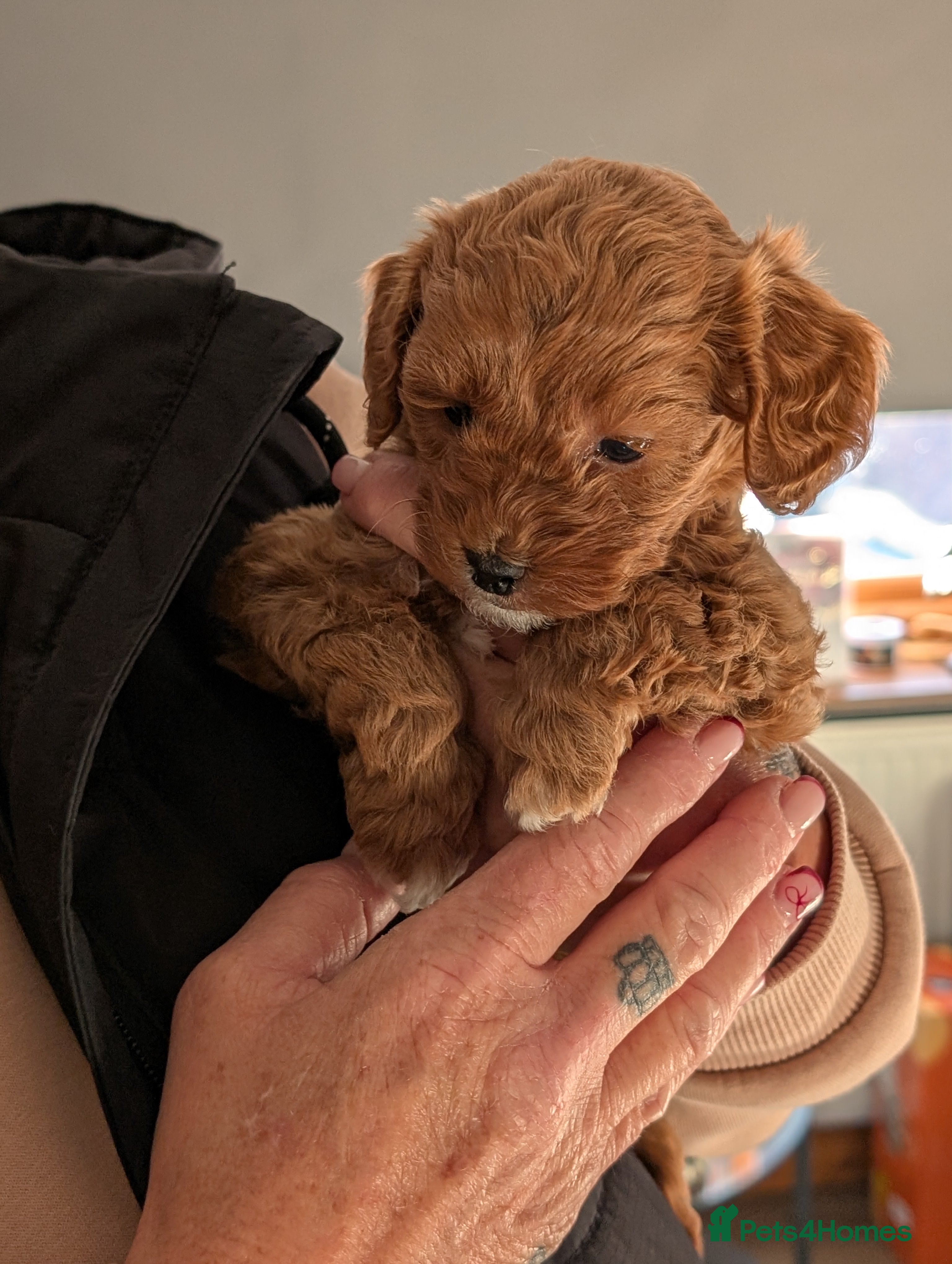 Lhasapoo dogs Female Lhasapoo for sale - Advert 13