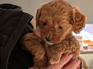 Lhasapoo dogs Female Lhasapoo for sale. SOLD !!!! - Advert 18