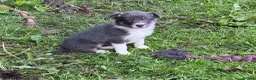 Border Collie dogs for sale: Border Collie Puppies  in Hexham - Advert 5