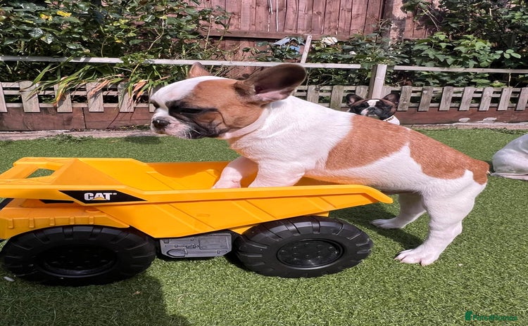 French Bulldog dogs - Advert 16