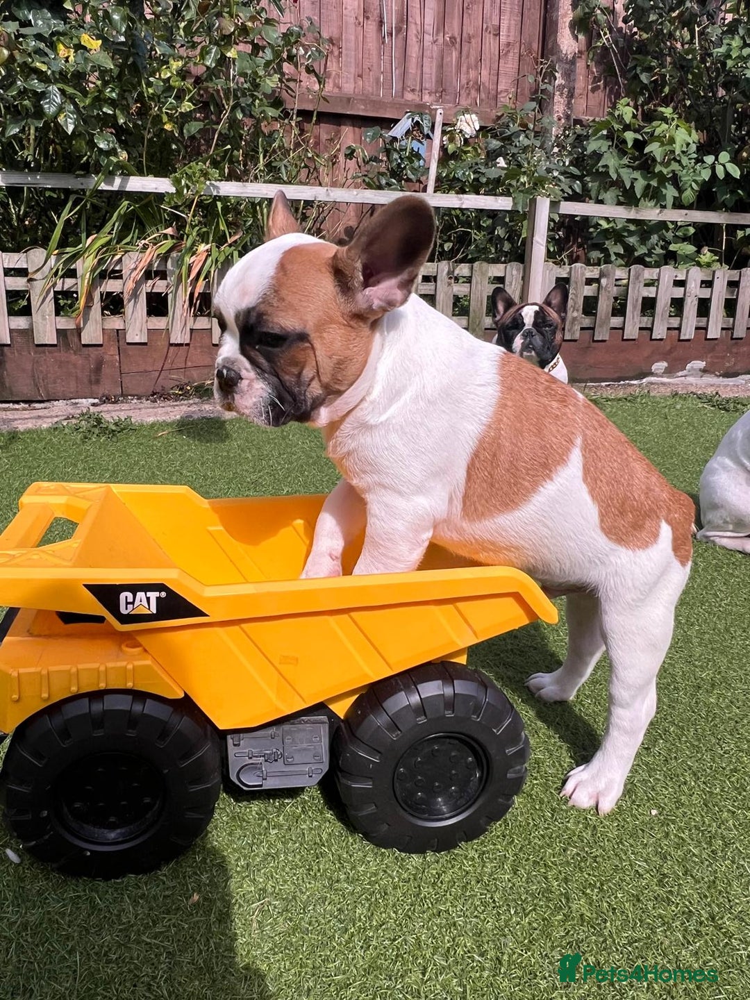 French Bulldog dogs for sale: Adorable Frenchie Puppies Seeking Forever Homes - Image 2