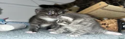 Mixed Breed cats for sale: STUNNING GREY AND WHITE TABBY BABIES FOR SALE✨ - Advert 12