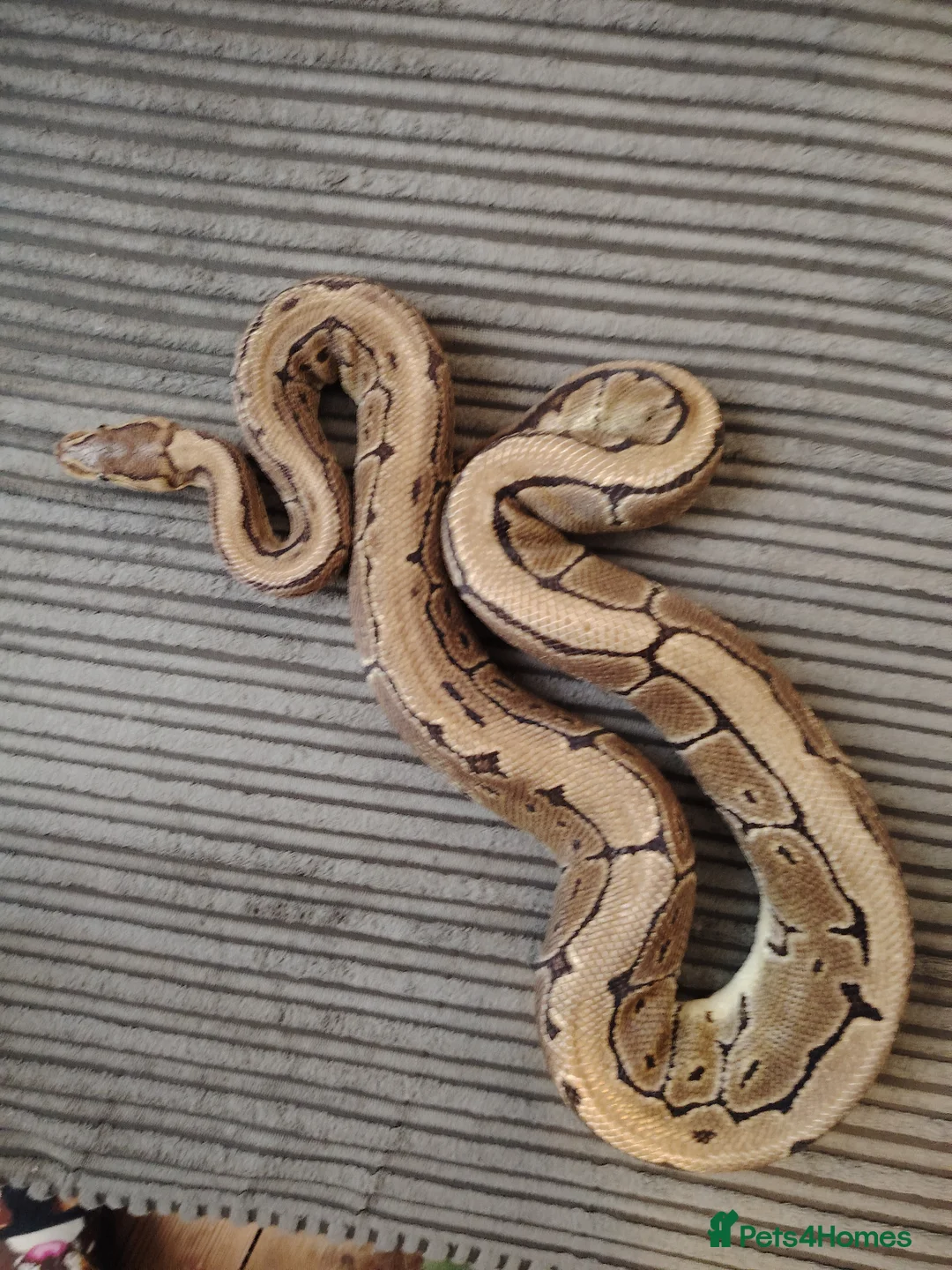 Python Snake reptiles for sale: Beautiful collection of pythons for sale  - Advert 1