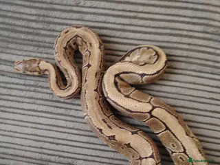 Python Snake reptiles Beautiful collection of pythons for sale - Advert 15