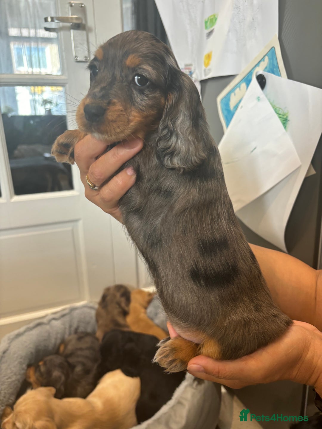 Cocker Spaniel dogs for sale: Cute show type very rare colours dna health tested - Image 10