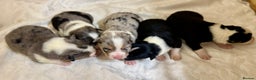 Border Collie dogs for sale: Gorgeous Collie Pups Mum ISDS Reg by Derwen Doug - Advert 9