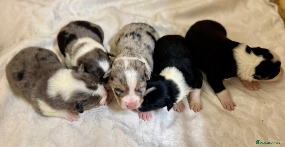 Border Collie dogs for sale: Gorgeous Collie Pups Mum ISDS Reg by Derwen Doug - Advert 9