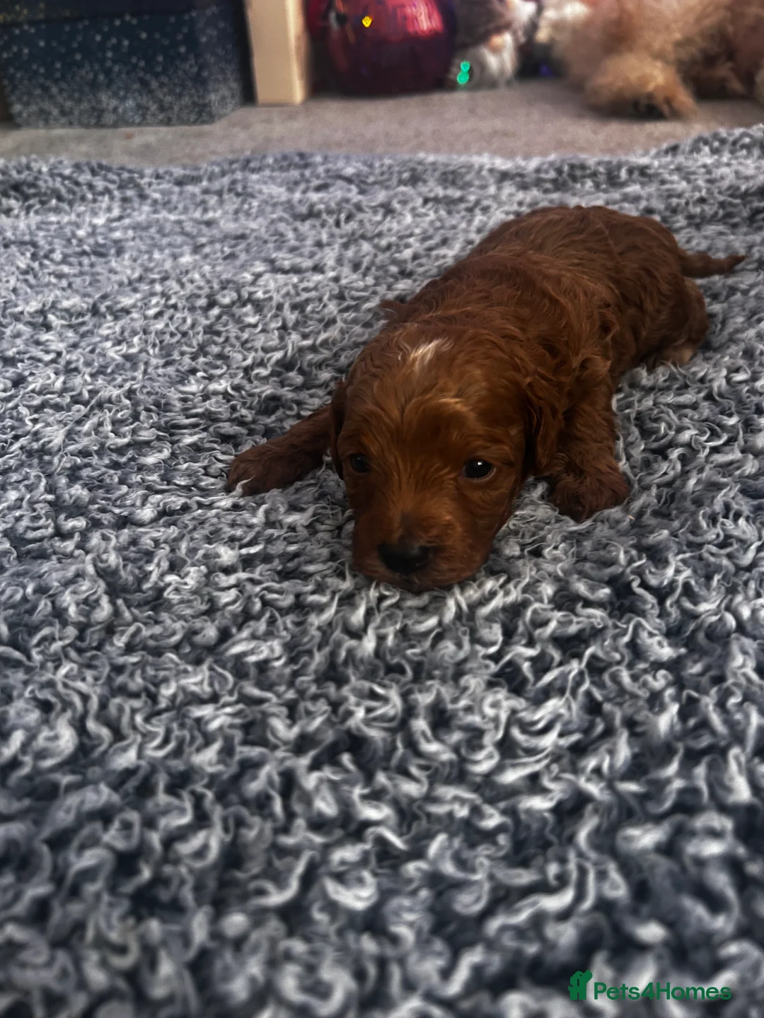 Cockapoo dogs for sale: Beautiful Cockapoo puppies  - Advert 15