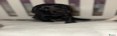 Cocker Spaniel 1