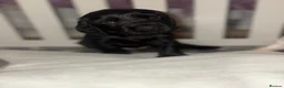 Cocker Spaniel dogs for sale: Cocker spaniel puppies for sale  - Advert 17