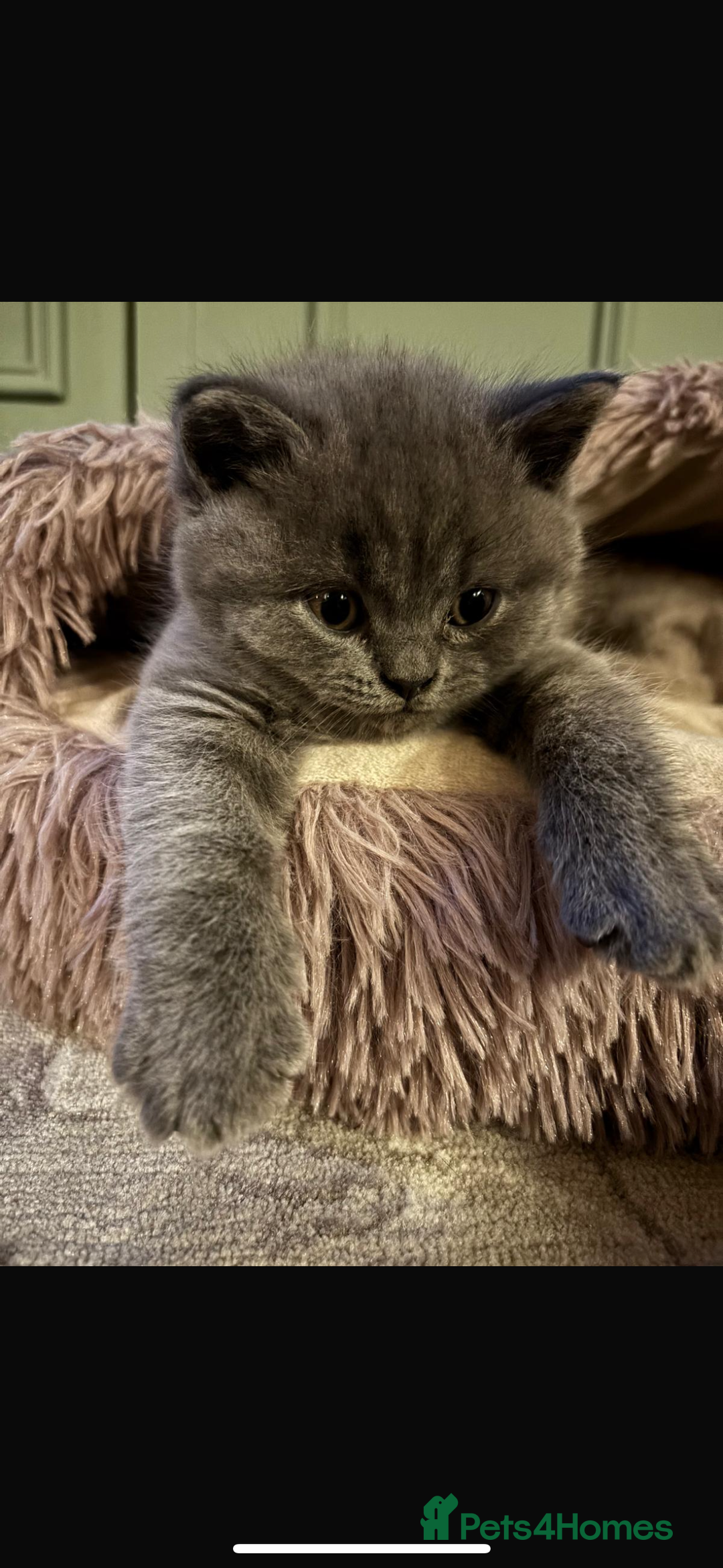 British Shorthair cats for sale: British shorthair Blue Male kitten - Advert 1
