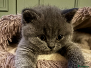 British Shorthair cats British shorthair Blue Male kitten - Advert 1