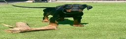 Dobermann dogs for sale: Dobermann Pup Last one  - Advert 2