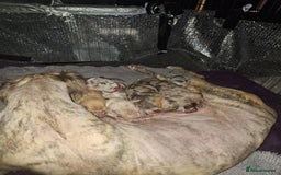 Lurcher dogs for sale: Saluki Lurcher  - Image 17