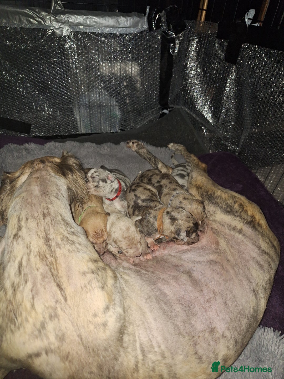 Lurcher dogs for sale: Saluki Lurcher  - Image 17