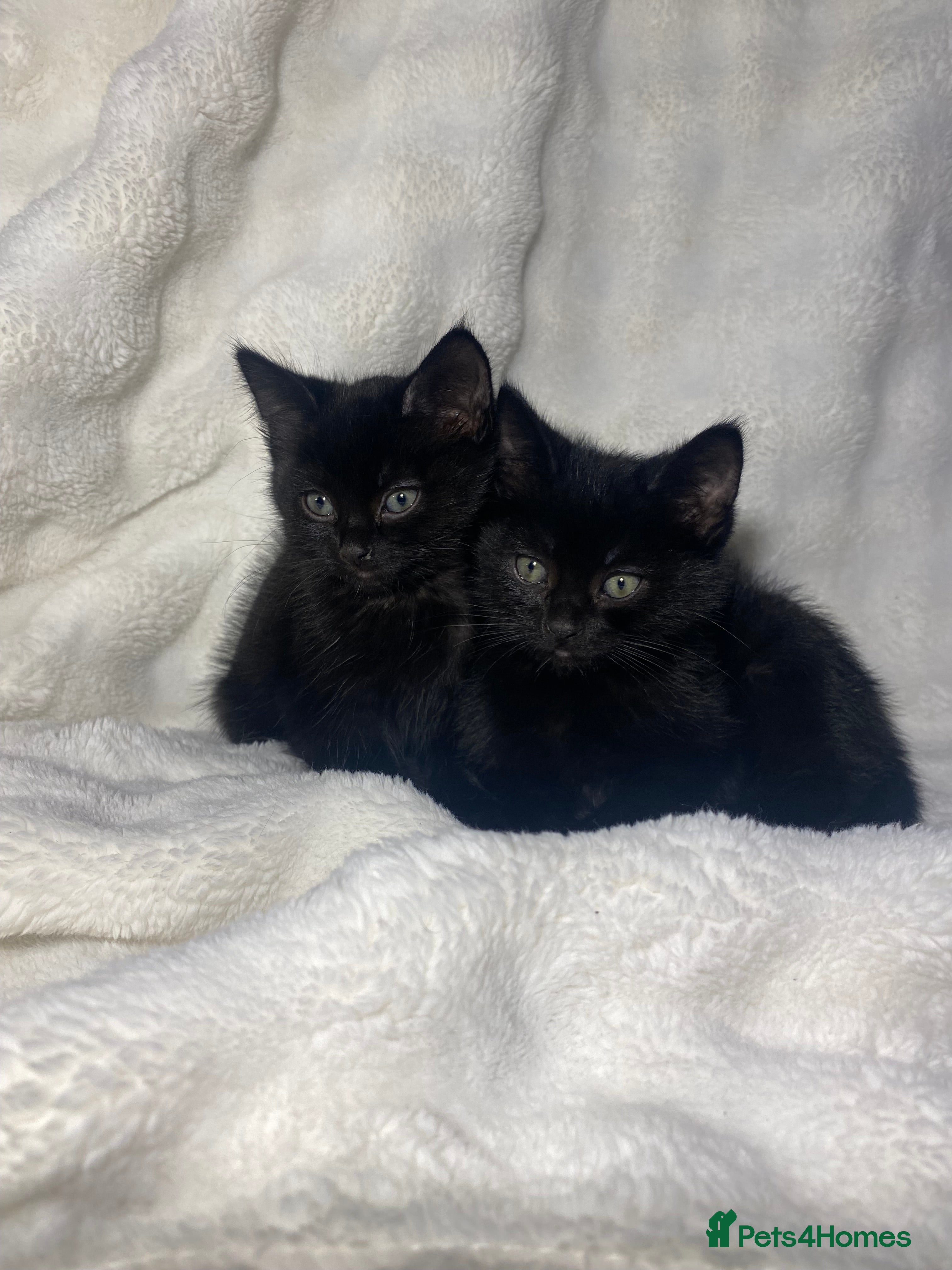 Mixed Breed cats 2 Adorable Male Kittens Ready For Their New Home🏡 - Advert 1