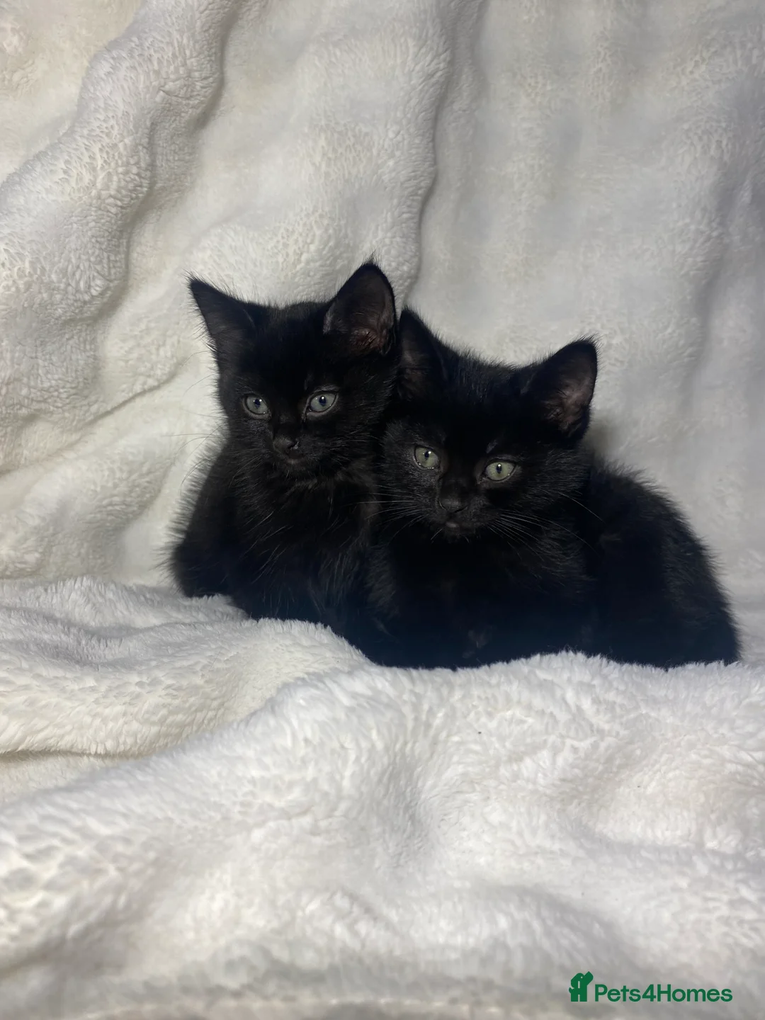Mixed Breed cats for sale: 2 Adorable Male Kittens Ready For Their New Home🏡 - Advert 1