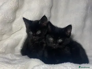 Mixed Breed cats 2 Adorable Male Kittens Ready For Their New Home🏡 - Advert 1