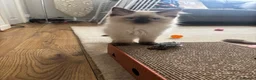 Ragdoll cats for sale: Purebred Ragdoll Boys  in St Albans - Advert 7