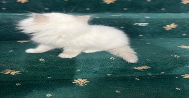 Ragdoll cats - Advert 15
